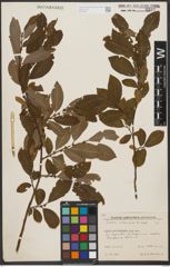 Foto von Salix silesiaca Willd.
